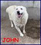 REGALO JOHN dolce patatone simil maremmano 8