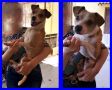 REGALO URGENTE: JUMBO mix jack russel 2 anni, 9 kg