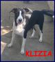 REGALO KLIZIA cucciolona 10 mesi rimasta sola