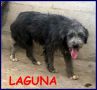 REGALO LAGUNA cucciolona 10 mesi simil griffoncina