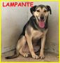 REGALO LAMPANTE adozione d'amore simil lupacchiotto