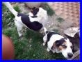 REGALO LAMPO E FULMINE fratellini mix jack beagle