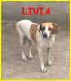 REGALO LIVIA 7 anni e mezzo vissuti in gabbia