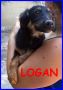 REGALO Logan cucciolino taglia medio piccola