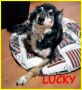 REGALO Lucky un'adozione d'amore