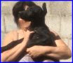 REGALO Lukas cucciolo 6 mesi taglia-medio piccola