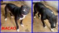 REGALO MACAO, DOLCE PITBULLINO 4 ANNI