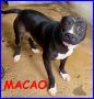 REGALO MACAO dolce pitbullino 4 anni