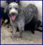 REGALO MAGOGO cucciolone 10 mesi simil griffone aspe