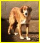 REGALO MELCHIORRE povero cagnolone adozione del cuor