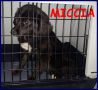 REGALO MICCIA piccolina recuperata in un canile