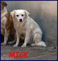 REGALO MICK 3 anni tg medio piccola aspetta in canile