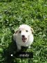 REGALO Adozione cucciole MINDY DALIA ZOLE