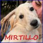 REGALO MIRTILLO cucciolo mix setter sopravvissuto