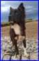 REGALO MORGANA cagnolina speciale 1 anno e mezzo