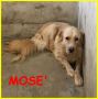 REGALO MOSE' simil golden retriver terrorizzato