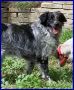 REGALO NACHO simil setter 4 anni 30 kg di gioia