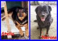 REGALO STELLA E NERONE poveri randagi buonissimi e i