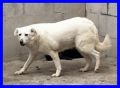 REGALO NEVE mix labrador bella e spaventata