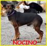 REGALO NOCINO salvato da morte certa