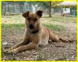 REGALO OLGA simil pinscher 5 anni adozione consapevole