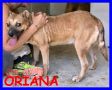 REGALO ORIANA bella buona e coccolona cerca una famiglia