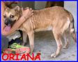 REGALO ORIANA tenera cagnolina si dispera e piange