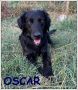 REGALO OSCAR cucciolone 1 anno e mezzo cerca famiglia
