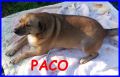 REGALO Paco 8 anni 13kg volevano portarlo al canile