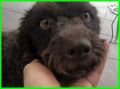 REGALO PECUNIA dolce simil lagottina 3 anni