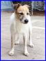 REGALO PEPI simil jack russel 9 anni