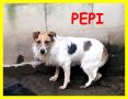 REGALO PEPI adozione d'amore nonnina jack russel spa