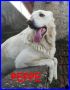 REGALO Adozione urgente per Peppe