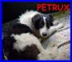 REGALO PETRUX cucciolo4 mesi dalla strada al canile