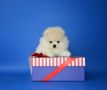 VENDO Meravigliosi Cuccioli Pomerania di 80 giorni 