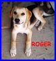 REGALO ROGER cucciolo 5 mesi simil beagle abbandonta