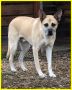 REGALO ROMOLO cagnolone 6 anni rimasto solo