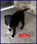 REGALO RON cucciolotto simil labrador 6 mesi
