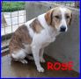 REGALO Rose 2 anni deportata in canile..