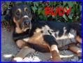 REGALO RUDY mix pastore tedesco labrador 5 anni