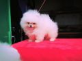 VENDO Cuccioli Pomeranian disponibili