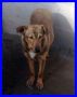 REGALO SAVANNAH ha bisogno di tempo e attenzioni