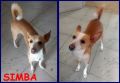 REGALO URGENTE! SIMBA, DELIZIOSO PICCOLETTO 2 ANNI