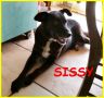 REGALO Sissy 11 anni in canile