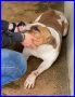 REGALO SKYLER dolce pitbull 5 anni tenerissimo
