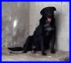 REGALO SLICK mix labrador creatura spaventata