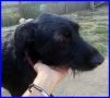 REGALO SMILZO simil schnauzer 2 anni e mezzo non ha 