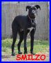 REGALO SMILZO simil schnauzer cerca una famiglia tut