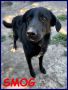 REGALO SMOG simil labrador 3 anni pacioccone