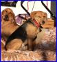 REGALO TAMARA simil beagle 4 anni